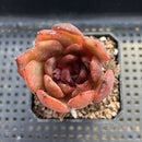Echeveria 'Espresso' 2" Succulent Plant