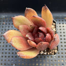 Echeveria 'Espresso' 2" Succulent Plant
