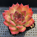 Echeveria Agavoides 'Fire Pillar' 2"-3" Succulent Plant