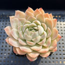Echeveria sp. 3" Succulent Plant