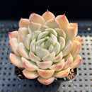 Echeveria sp. 3" Succulent Plant