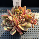 Echeveria 'Sun Up' 2"-3" Cluster Succulent Plant