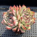 Echeveria Chihuahuaensis 2"-3" Double Head Succulent Plant