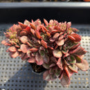 Echeveria 'Yangjin' 5"-6" Crested Succulent Plant
