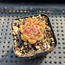 Echeveria 'Spicy' 1" Succulent Plant