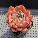Echeveria sp. 2" Succulent Plant