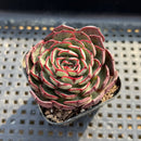 Echeveria 'Missha' 1"-2" Air Magic Hybrid Succulent Plant
