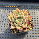 Echeveria 'Primavera' 2" Succulent Plant