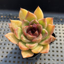 Echeveria 'Black Queen' Hybrid 2" Succulent Plant