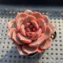Echeveria sp. 3" Succulent Plant