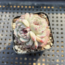 Echeveria 'Red Velvet' 2" Succulent Plant