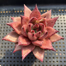 Echeveria Agavoides 'Romeo' 3"-4" Succulent Plant