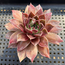 Echeveria sp. 3"-4" Strange Clone Succulent Plant