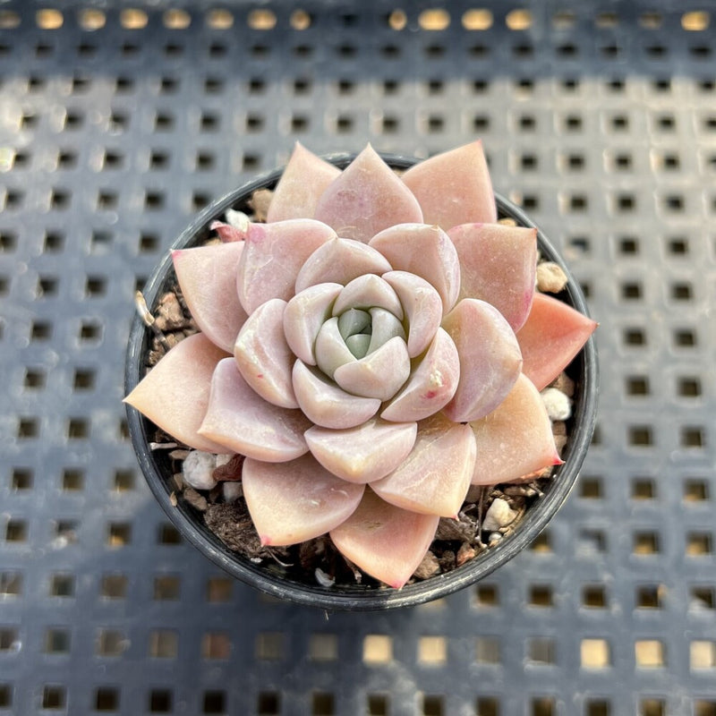 Echeveria 'Pink Spot' 2