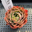 Echeveria 'Peach Mint' 2" Succulent Plant