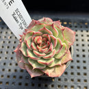 Echeveria 'Kakao Tips' 2" Succulent Plant
