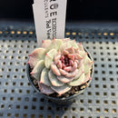 Echeveria 'Red Velvet' 2" Succulent Plant