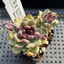 Echeveria 'Red Crystal' x 'Black Rose' 2" Succulent Plant