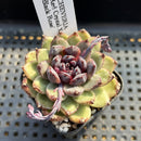 Echeveria 'Red Crystal' x 'Black Rose' 2" Succulent Plant