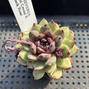 Echeveria 'Red Crystal' x 'Black Rose' 2" Succulent Plant