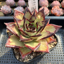 Echeveria Agavoides 'Dark Lord' 5" Extra Large Succulent Plant