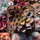 Echeveria 'Black Prince' Variegated 2" Succulent Plant Cutting