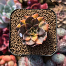 Echeveria 'Black Prince' Variegated 2" Succulent Plant Cutting