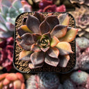 Echeveria 'Black Prince' Variegated 2" Succulent Plant Cutting