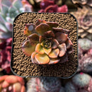 Echeveria 'Black Prince' Variegated 2" Succulent Plant Cutting