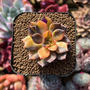 Echeveria 'Black Prince' Variegated 2" Succulent Plant Cutting