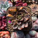 Echeveria 'Black Prince' Variegated 2" Succulent Plant Cutting