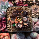 Echeveria 'Black Prince' Variegated 2" Succulent Plant Cutting
