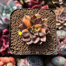 Echeveria 'Black Prince' Variegated 2" Succulent Plant Cutting