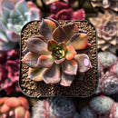 Echeveria 'Black Prince' Variegated 2" Succulent Plant Cutting