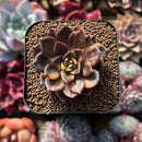Echeveria 'Black Prince' Variegated 2" Succulent Plant Cutting