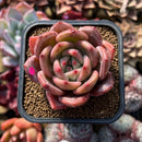 Echeveria 'Pink Champaign' 2" Succulent Plant Cutting