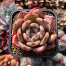 Echeveria 'Pink Champaign' 2" Succulent Plant Cutting