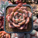 Echeveria 'Pink Champaign' 2" Succulent Plant Cutting