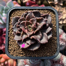 Echeveria 'Super Bowl' 3" Double Head Succulent Plant Cutting