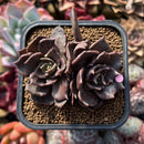 Echeveria 'Super Bowl' 3" Double Head Succulent Plant Cutting