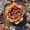 Echeveria Hybrid sp. x 'Maria' Hybrid 2" Flower Village Hybrid Succulent Plant Cutting