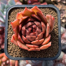 Echeveria Hybrid sp. x 'Maria' Hybrid 2" Flower Village Hybrid Succulent Plant Cutting