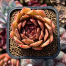 Echeveria Hybrid sp. x 'Maria' Hybrid 2" Flower Village Hybrid Succulent Plant Cutting