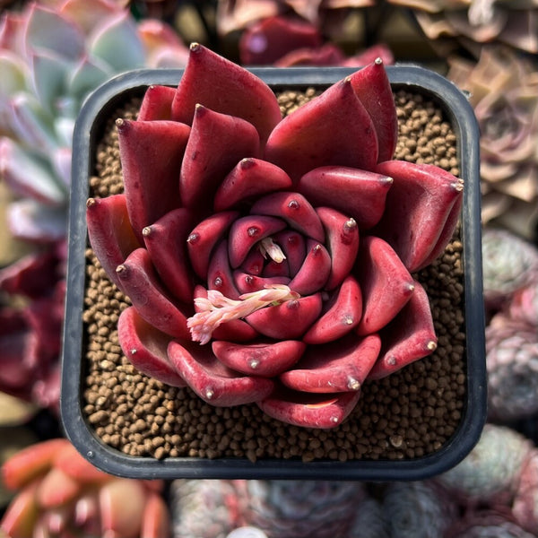 Echeveria Agavoides 'Red Mood' 2" Succulent Plant
