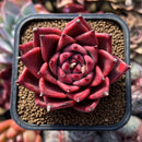 Echeveria Agavoides 'Red Mood' 2" Succulent Plant