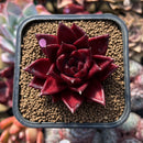 Echeveria Agavoides 'Luming' 2" Succulent Plant