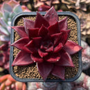 Echeveria Agavoides 'Luming' 2" Succulent Plant