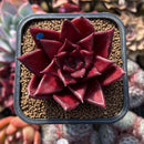 Echeveria Agavoides 'Luming' 2" Succulent Plant