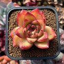 Echeveria Agavoides 'Wine Ebony' 2" Succulent Plant Cutting
