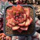 Echeveria Agavoides 'Wine Ebony' 2" Succulent Plant Cutting